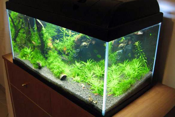 come-traslocare-acquario