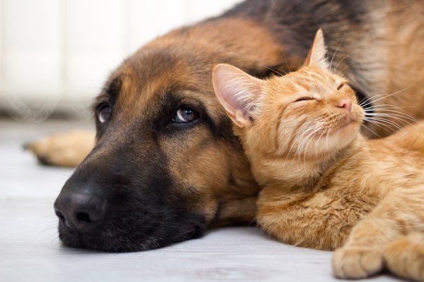 trasloco con cani e gatti